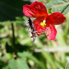 Cosmoclopius nigroannulatus