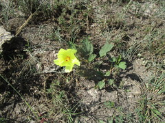Cienfuegosia drummondii