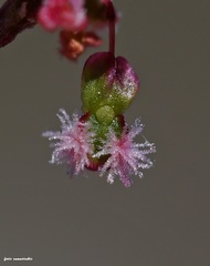 Rumex tuberosus creticus