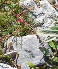 Rumex tuberosus creticus