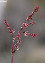 Rumex tuberosus creticus