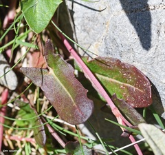 Rumex tuberosus creticus