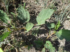 Cienfuegosia drummondii