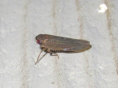 Chlorotettix necopinus