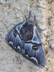 Polythysana cinerascens