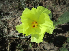 Cienfuegosia drummondii