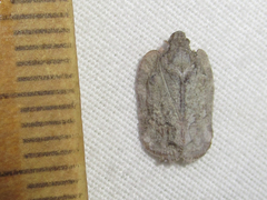 Flataloides scabrosus