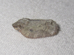 Flataloides scabrosus