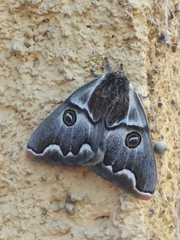 Polythysana cinerascens