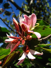 Bauhinia coulteri