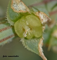 Salsola kali kali