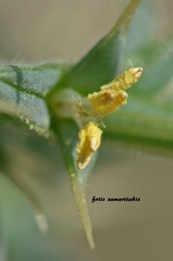 Salsola kali kali