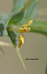 Salsola kali kali
