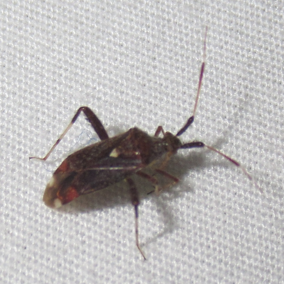 Neurocolpus johnstoni