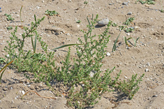 Salsola kali kali