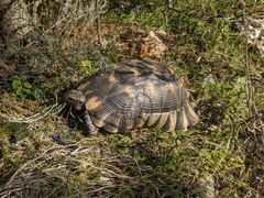 Testudo marginata