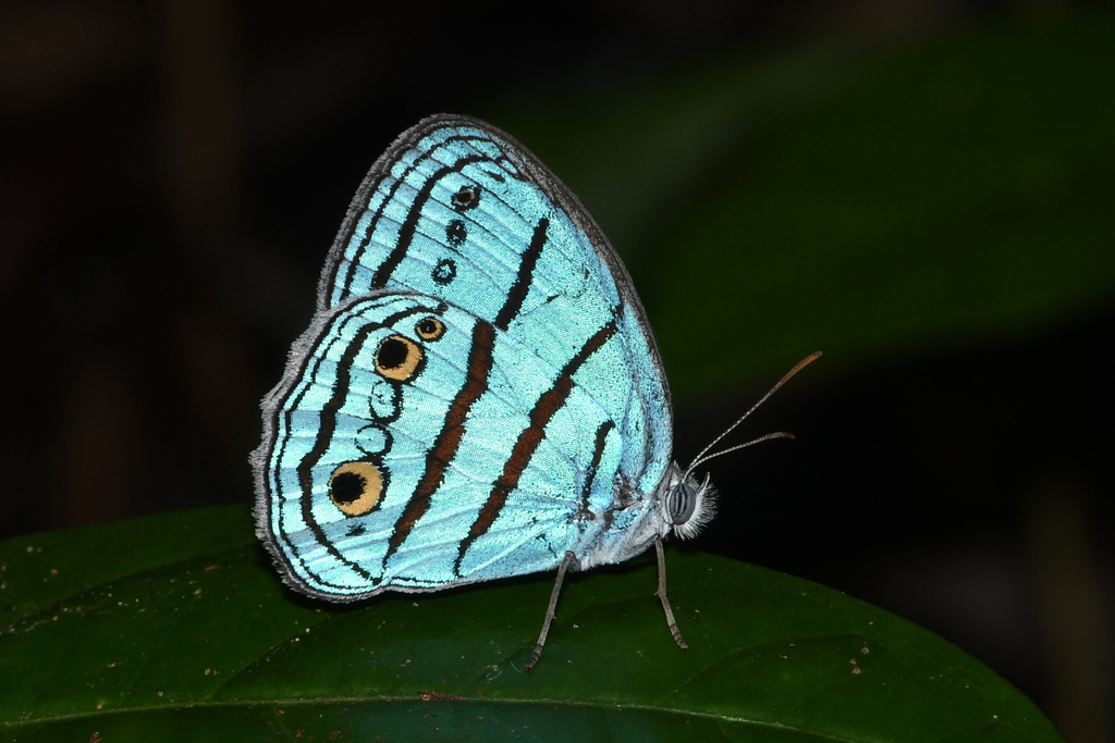 Euptychiina