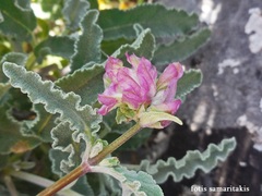 Salvia pomifera pomifera