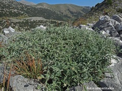 Salvia pomifera pomifera