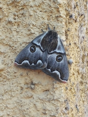 Polythysana cinerascens