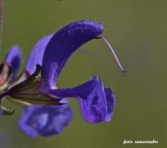 Salvia pratensis haematodes