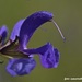 Salvia pratensis haematodes - Photo (c) fotis-samaritakis, algunos derechos reservados (CC BY-NC), subido por fotis-samaritakis