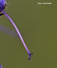 Salvia pratensis haematodes