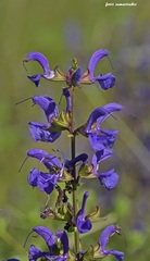 Salvia pratensis haematodes
