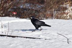 Corvus frugilegus