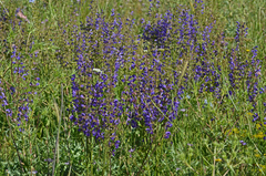 Salvia pratensis haematodes