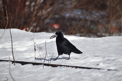 Corvus frugilegus