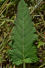 Salvia pratensis haematodes