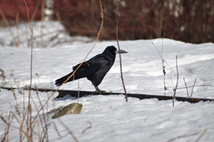 Corvus frugilegus