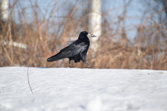 Corvus frugilegus
