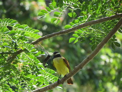 Pitangus sulphuratus