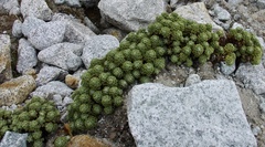 Werneria dactylophylla