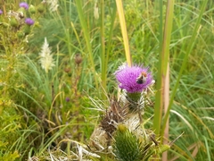 Melissoptila tandilensis