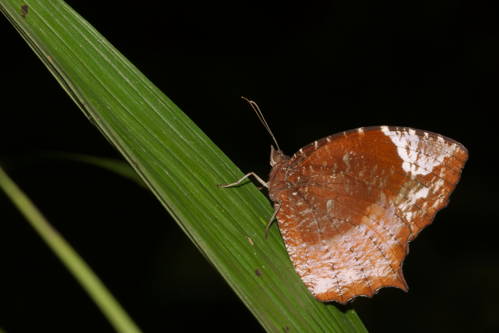 Tailed Palmfly