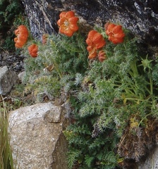 Caiophora chuquitensis