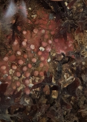 Phymatolithon calcareum