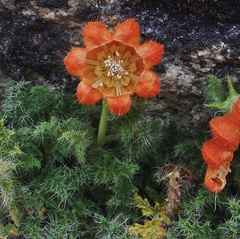 Caiophora chuquitensis