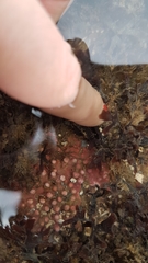 Phymatolithon calcareum