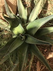 Agave mitis