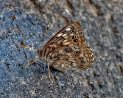 Asterocampa celtis antonia