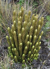 Phlegmariurus saururus