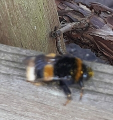 Bombus