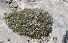 Satureja spinosa
