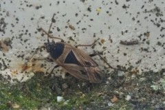 Xanthochilus quadratus