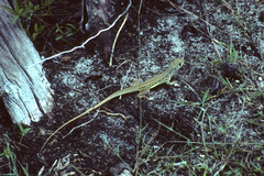 Leiolepis belliana