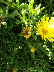 Apis mellifera